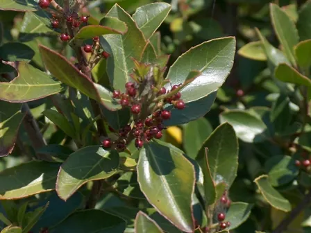 alatern: an ornamental evergreen shrub (Rhamnus alaternus; Italian buckthorn)