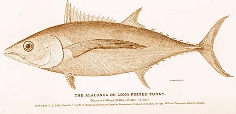 albacore: a longfin tuna, a large marine fish (Thunnus alalunga) of warm seas, having edible flesh