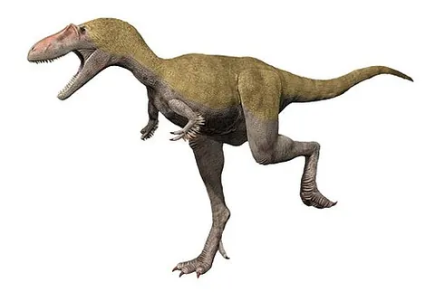 albertosaurus: a large carnivorous tyrannosaur dinosaur, of genus Albertosaurus, discovered in Alberta, Canada