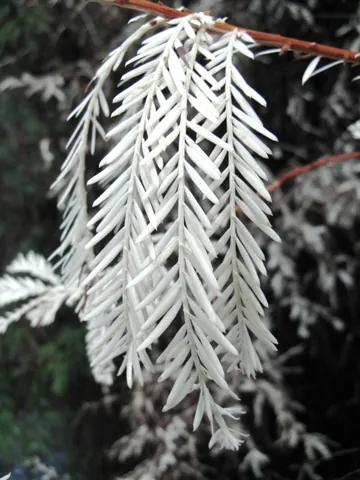 albino: congenitally lacking melanin pigmentation in the skin, eyes, and hair or feathers (or more rarely...