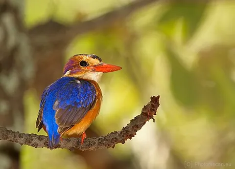 alcedinid: a kingfisher, any member of the family Alcedinidae