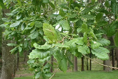 aleppo oak: a small oak native to Greece and Asia Minor, Quercus infectoria, best known for the galls on its...