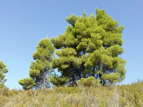 aleppo pine: a pine tree (Pinus halepensis), native to the Mediterranean basin