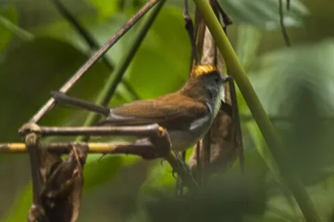 alethe: any of the birds in the genus Alethe or Chamaetylas, found in the subtropical and tropical forests...
