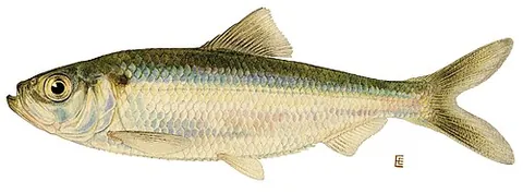 alewife: a woman who keeps an alehouse