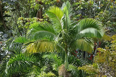 alexandra palm: the palm tree Archontophoenix alexandrae, endemic to Queensland, Australia