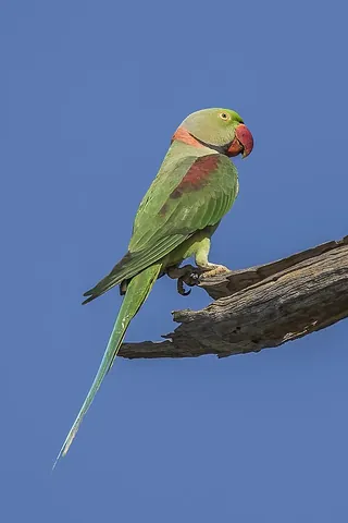 alexandrine parakeet: a medium-sized parrot, Psittacula eupatria, native to South Asia and Southeast Asia