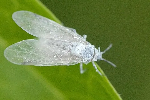 aleyrodid: any insect of the whitefly family, Aleyrodidae
