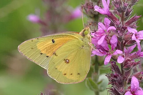 alfalfa butterfly: a North American pierid butterfly, Colias eurytheme, the caterpillars of which feed on various...