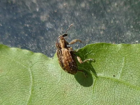 alfalfa weevil: a European weevil (Hypera postica) that infests alfalfa crops