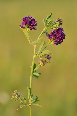 alfalfa: a plant, principally of Medicago sativa, grown as a pasture crop