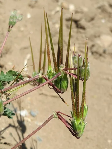 alfilaria: common storksbill (Erodium cicutarium), a flowering plant of the family Geraniaceae