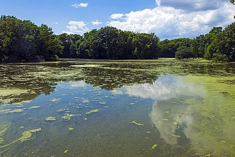 algal bloom: a dense spread of algae on the surface of water