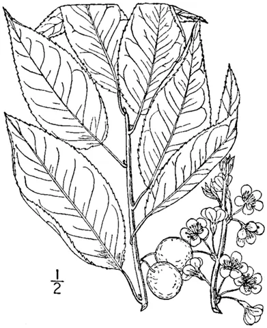 allegheny plum: a tree of species Prunus alleghaniensis, of northern Appalachia, or its fruit