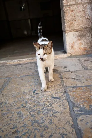 alley cat: an urban feral cat