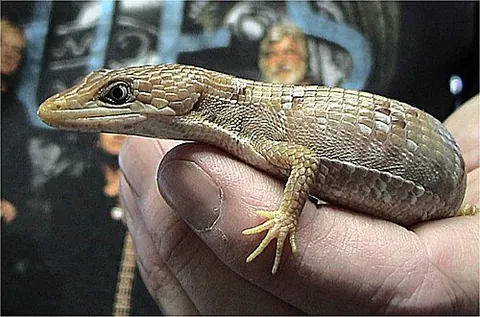 alligator lizard: any of many species of lizards in the genera Elgaria, Gerrhonotus, and Abronia