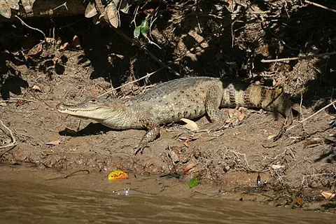 alligatorid: any reptile of the family Alligatoridae; a caiman or alligator