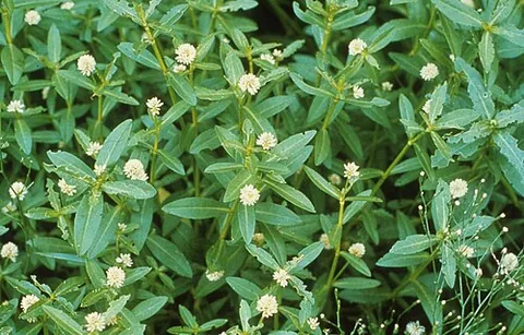 alligatorweed: the plant Alternanthera philoxeroides