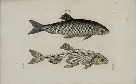 allis shad: a herring-like fish (Alosa alosa), of the eastern Atlantic that migrates to fresh water to spawn