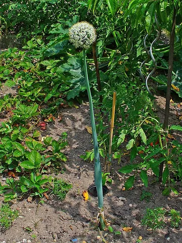 allium: any of many bulbous plants of the genus Allium, including onions and garlic