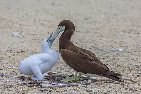 allofeeding: the feeding of one individual by another, typically among birds