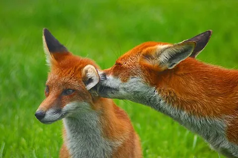 allogrooming: the grooming of an animal by another member of the same species