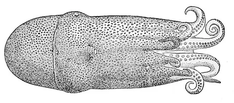 alloposid: any octopus in the monotypic family Alloposidae, which consists only of the seven-arm octopus,...