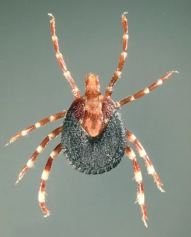 alloscutum: the flexible part of the dorsal body wall behind the rigid scutum in a hard tick, particularly a...