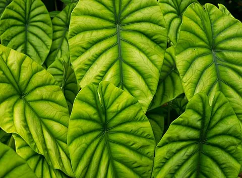 alocasia: any of several tropical Asian plants, of the genus Alocasia, having heart- or arrowhead-shaped...