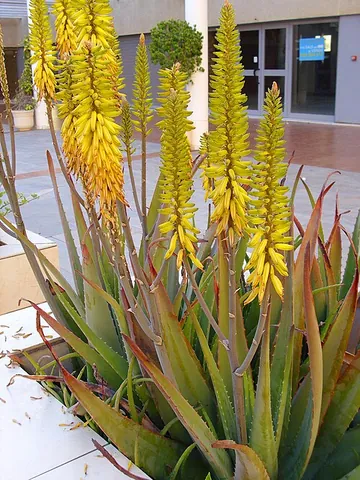 aloe vera: a plant of the species Aloe vera, grown as an ornamental, thought to have medicinal value; an...
