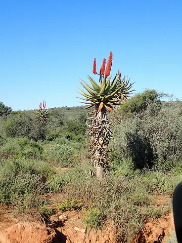 aloe: the resins of the tree Aquilaria malaccensis (syn. Aquilaria agallocha), known for their fragrant...
