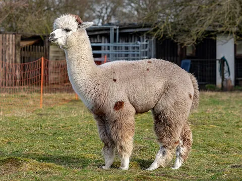alpaca: a sheep-like domesticated animal of the Andes, Vicugna pacos, in the camel family, closely related...