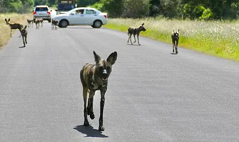 alpha dog: a dominant dog; a dog that is an alpha male or alpha female
