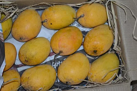 alphonso mango: a type of Indian mango with golden-yellow skin and a rich, creamy texture