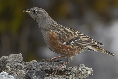 alpine accentor: prunella collaris, a small passerine bird in the family Prunellidae