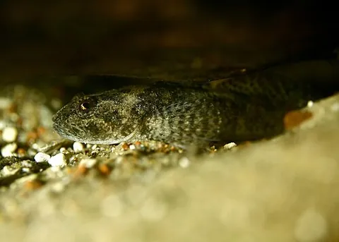 alpine bullhead: a species of fish in the Cottidae family, Cottus poecilopus
