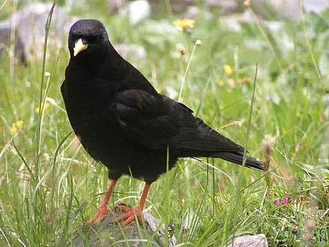 alpine chough: a species of bird in the crow family (Corvidae) (Pyrrhocorax graculus), that breeds locally in the...