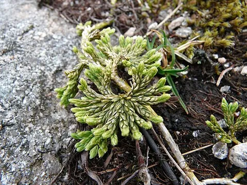 alpine clubmoss: diphasiastrum alpinum, a club moss in the family Lycopodiaceae