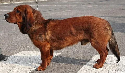 alpine dachsbracke: a small breed of dog of the scent hound type originated in Austria