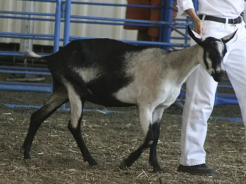 alpine goat: a breed of medium to large domestic goat that originated in the French Alps