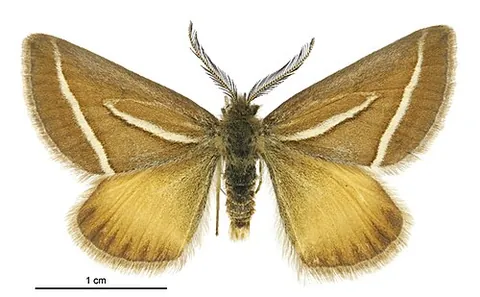 alpine grassland orange: aponotoreas insignis, a species of butterfly