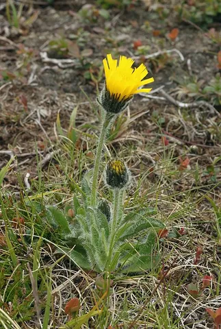alpine hawkweed: hawkweed of species Hieracium alpinum, found in Europe and Greenland
