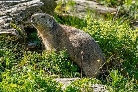 alpine marmot: a marmot of species Marmota marmota, of the mountains of central and southern Europe