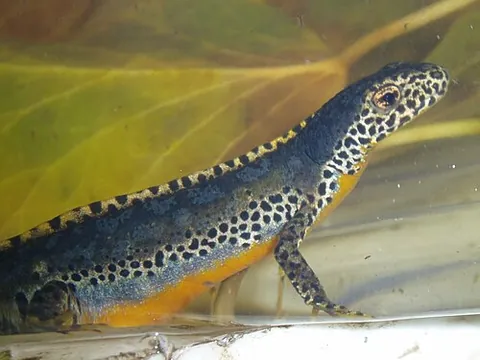 alpine newt: a newt of the salamander order Caudata, Ichthyosaura alpestris, formerly Triturus alpestris and...