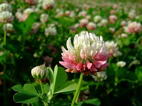 alsike: trifolium hybridum, a species of clover with pinkish or white flowers