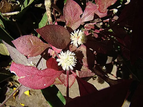 alternanthera: any of the herbaceous plants in the genus Alternanthera in the amaranth family