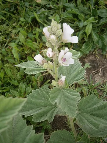 althaea: any plant of the genus Althaea