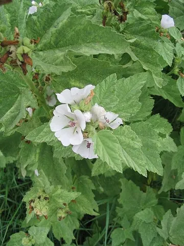 althea: any of several plants of the genus Althaea; the hollyhocks and mallows, native to Eurasia