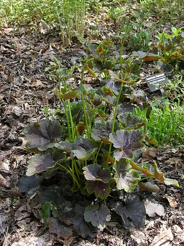 alumroot: any of several perennial herbs, of the genus Heuchera, native to North America