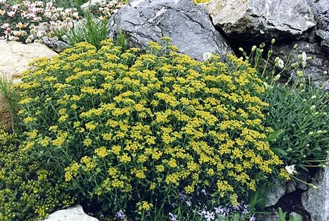 alyssum: any of several plants, of the genus Alyssum, mostly of Eurasian origin, that have racemes of white...